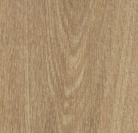 Natural giant oak